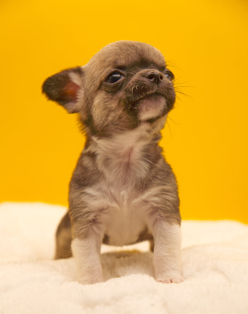 Simply Childogs Available adult dogs – Tiny Chi Babies